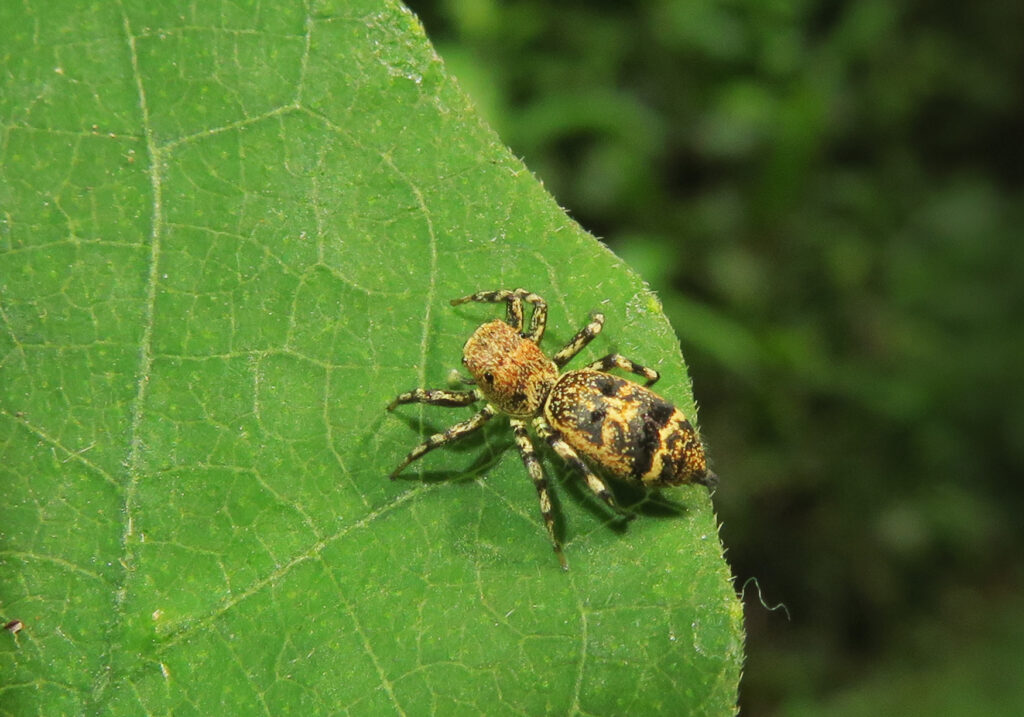 Laba-laba Lompat Berwarna-warni (Genus Cosmophasis)