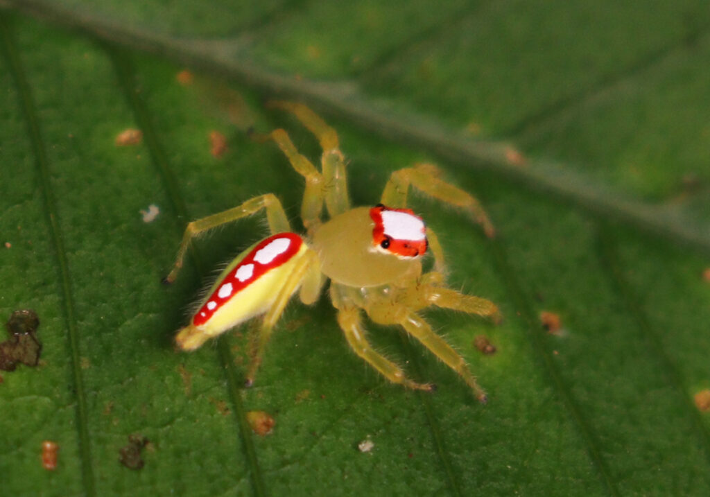 Typical Jumping Spiders (Subfamily Salticinae)