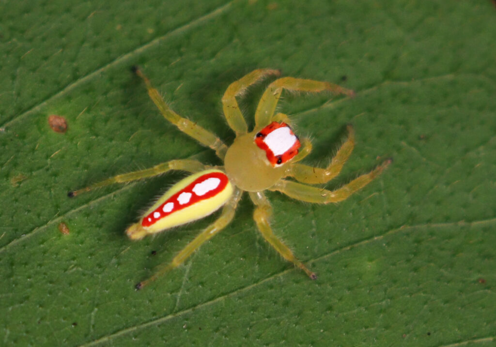 Typical Jumping Spiders (Subfamily Salticinae)
