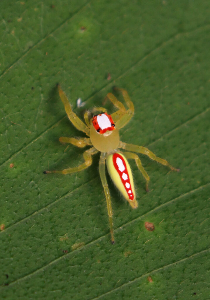 Typical Jumping Spiders (Subfamily Salticinae)