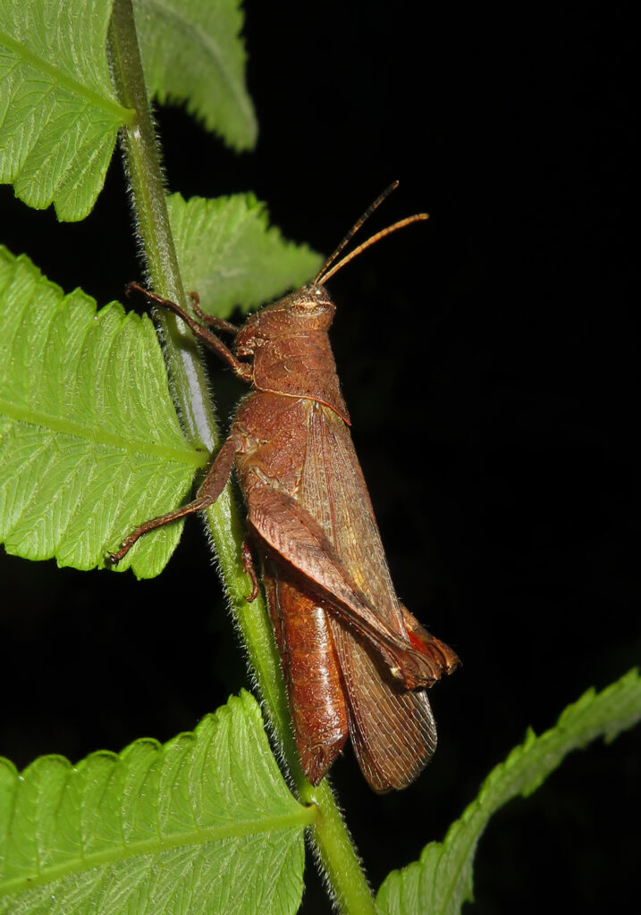 Belalang Bertanduk Pendek (Famili Acrididae)