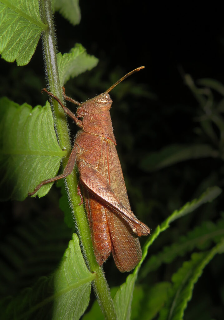 Belalang Bertanduk Pendek (Famili Acrididae)