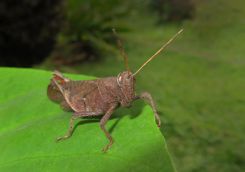 Belalang Bertanduk Pendek (Famili Acrididae)
