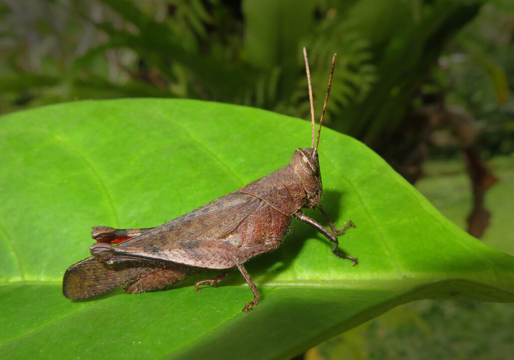 Belalang Bertanduk Pendek (Famili Acrididae)