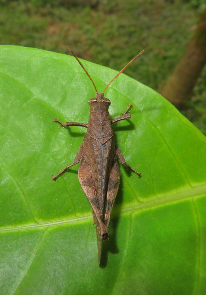 Belalang Bertanduk Pendek (Famili Acrididae)