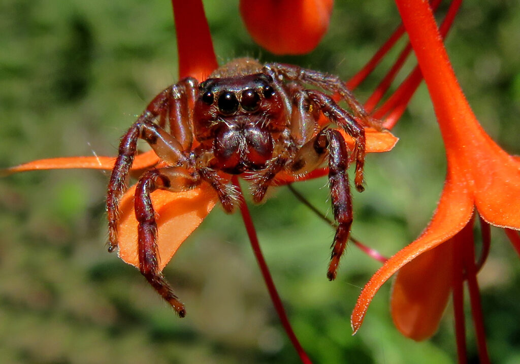 Laba-laba Pelompat Khas (Subfamili Salticinae)