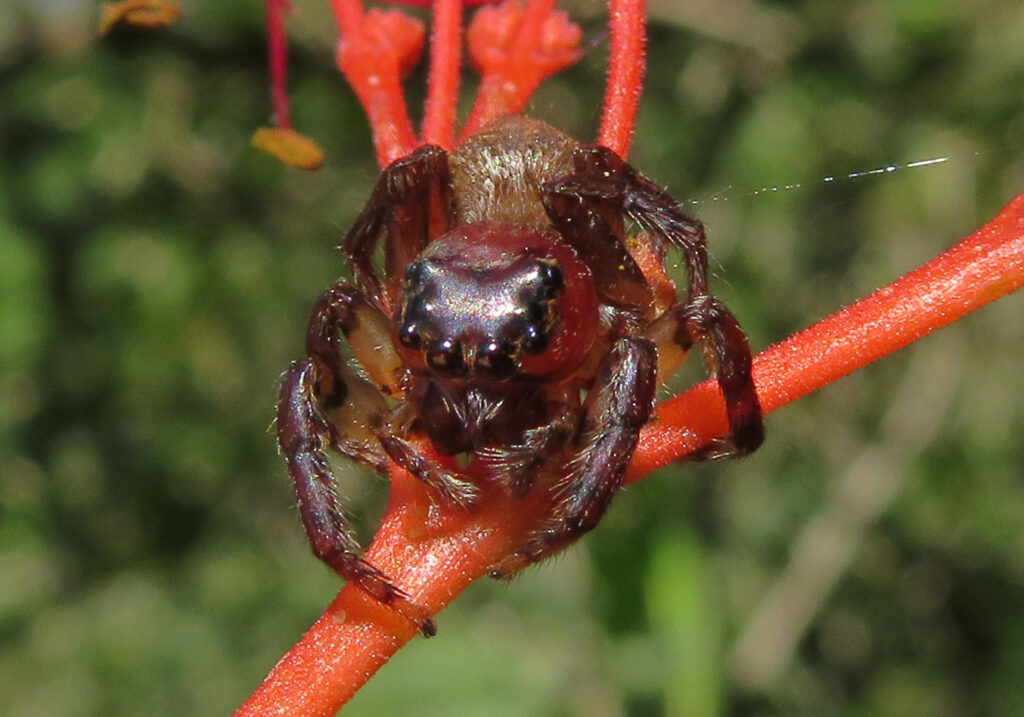 Laba-laba Pelompat Khas (Subfamili Salticinae)