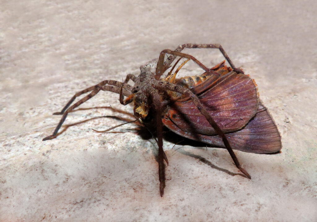 Huntsman Spiders (Family Sparassidae)