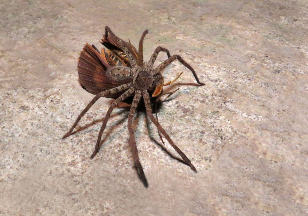 Huntsman Spiders (Family Sparassidae)