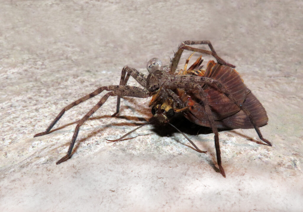 Huntsman Spiders (Family Sparassidae)