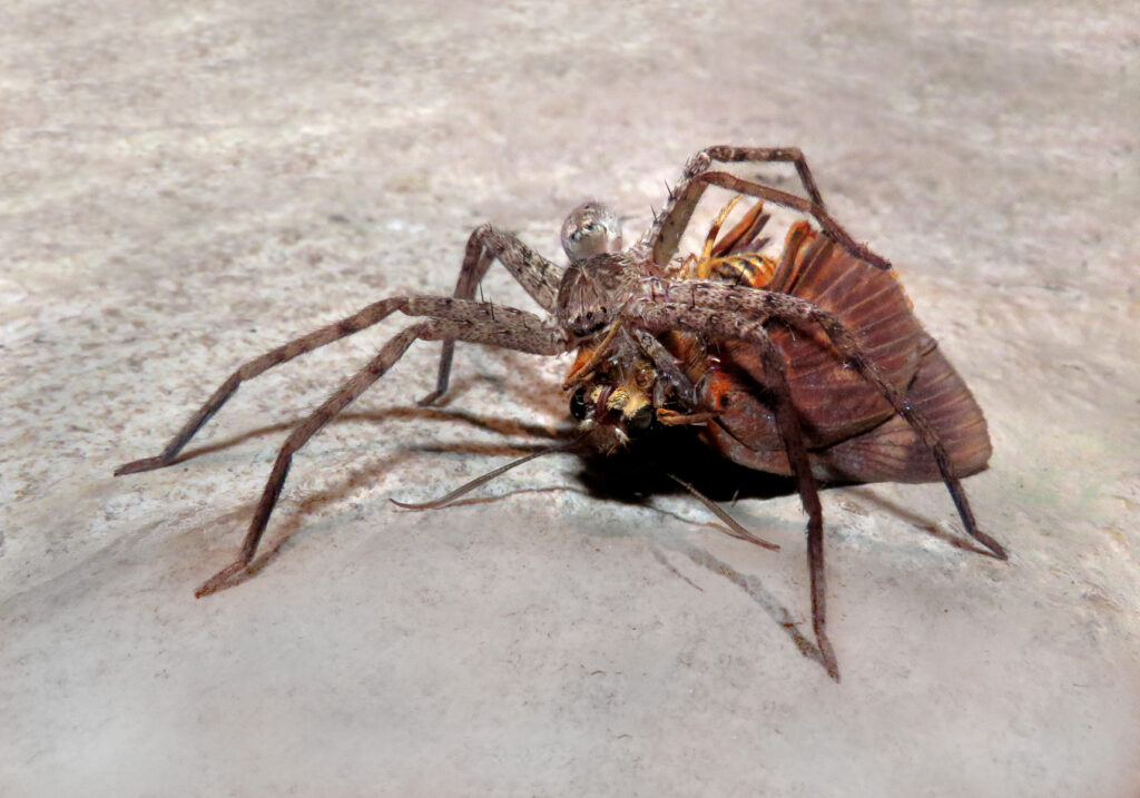 Huntsman Spiders (Family Sparassidae)