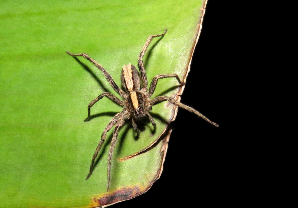 Wolf Spiders and Allies (Superfamily Lycosoidea)