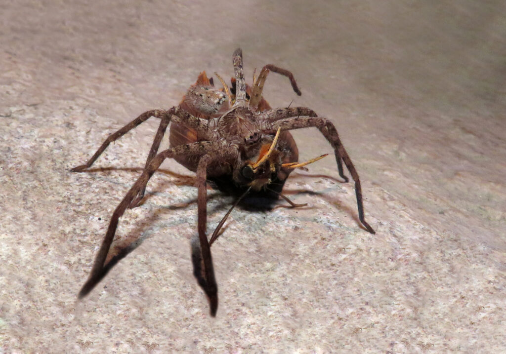 Huntsman Spiders (Family Sparassidae)