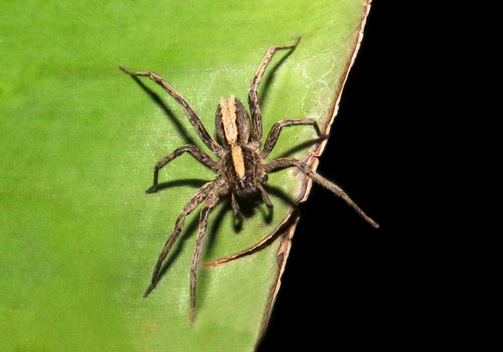 Wolf Spiders and Allies (Superfamily Lycosoidea)