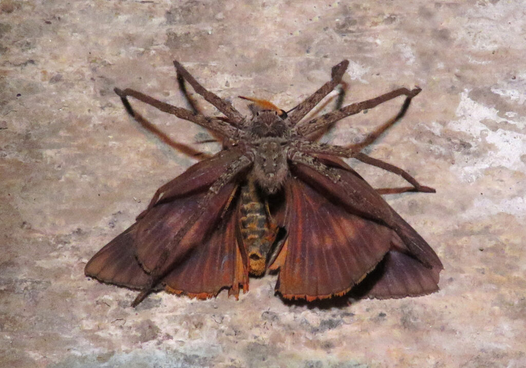 Huntsman Spiders (Family Sparassidae)