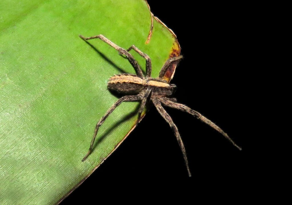 Wolf Spiders and Allies (Superfamily Lycosoidea)