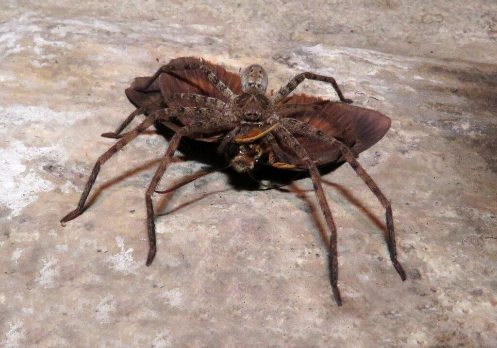 Huntsman Spiders (Family Sparassidae)