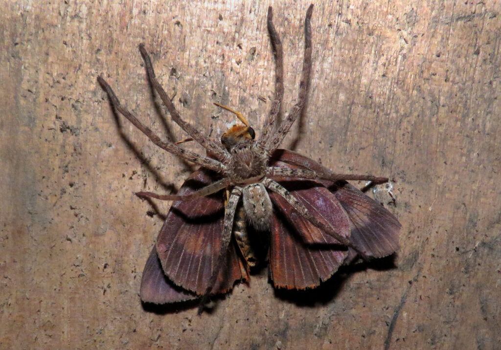 Huntsman Spiders (Family Sparassidae)