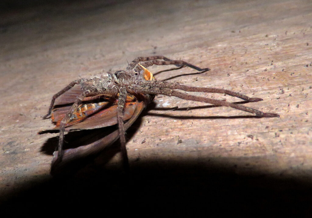 Huntsman Spiders (Family Sparassidae)