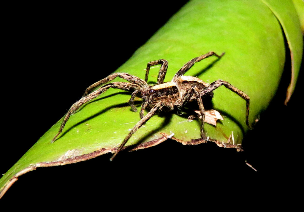 Wolf Spiders and Allies (Superfamily Lycosoidea)