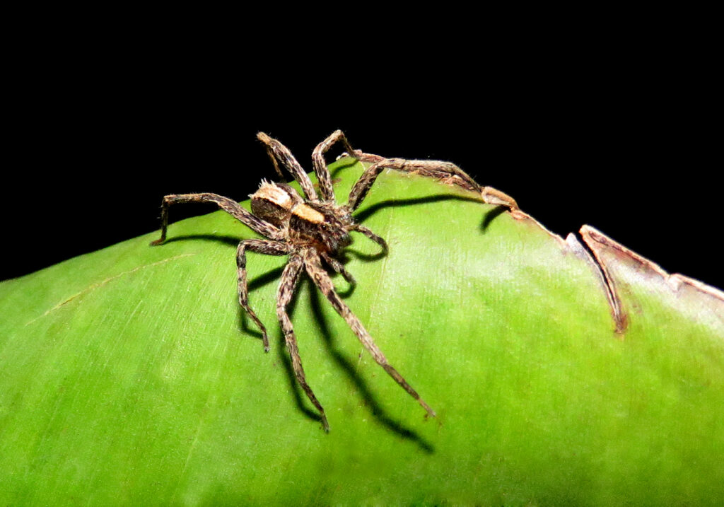 Wolf Spiders and Allies (Superfamily Lycosoidea)