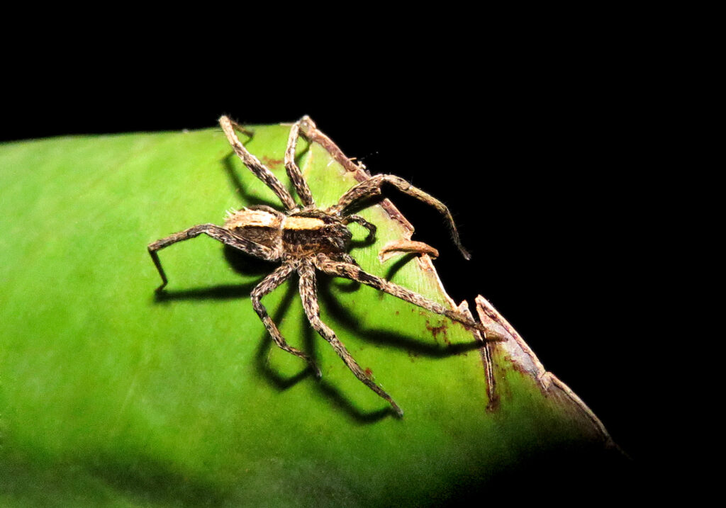 Wolf Spiders and Allies (Superfamily Lycosoidea)