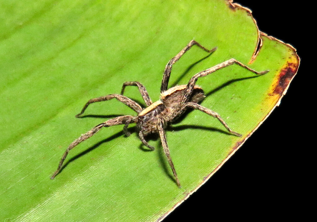 Wolf Spiders and Allies (Superfamily Lycosoidea)