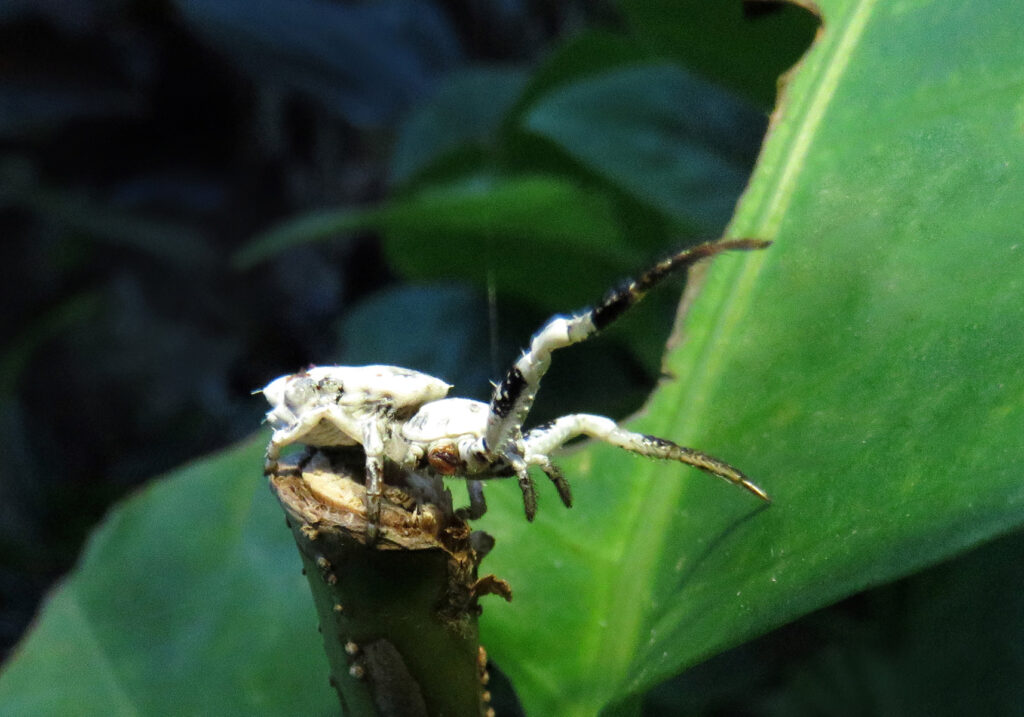 Bird Dropping Crab Spiders (Genus Phrynarachne)