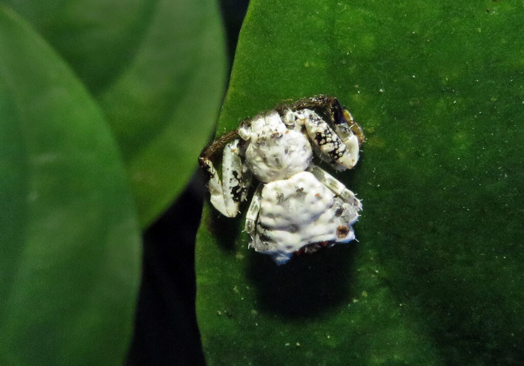 Bird Dropping Crab Spiders (Genus Phrynarachne)
