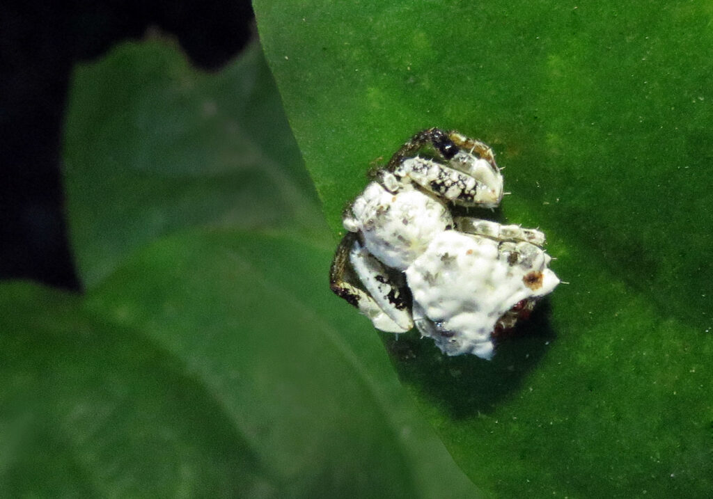 Bird Dropping Crab Spiders (Genus Phrynarachne)