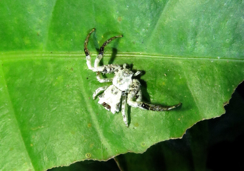 Bird Dropping Crab Spiders (Genus Phrynarachne)