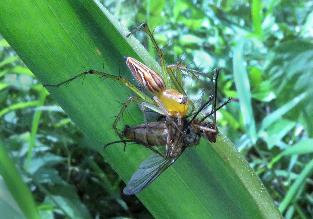Lynx Spiders (Family Oxyopidae)