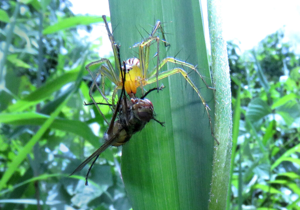 Lynx Spiders (Family Oxyopidae)