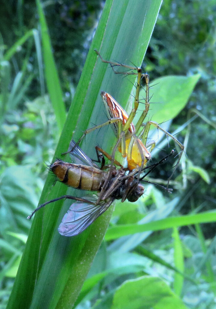 Lynx Spiders (Family Oxyopidae)