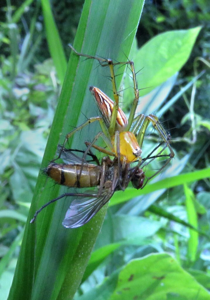 Lynx Spiders (Family Oxyopidae)