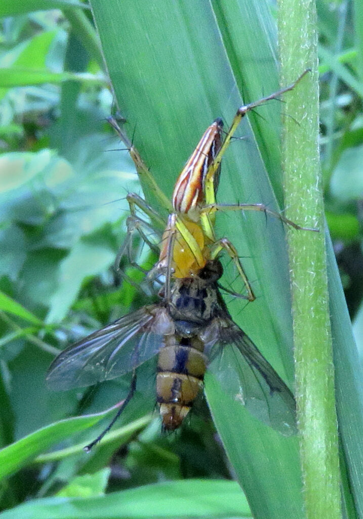 Lynx Spiders (Family Oxyopidae)