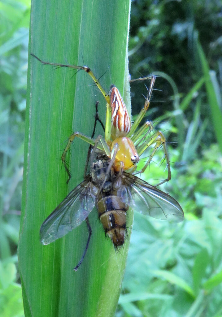 Lynx Spiders (Family Oxyopidae)