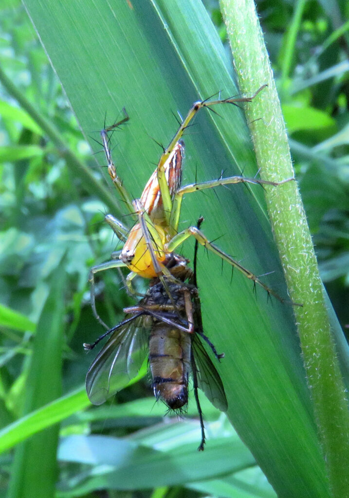 Lynx Spiders (Family Oxyopidae)