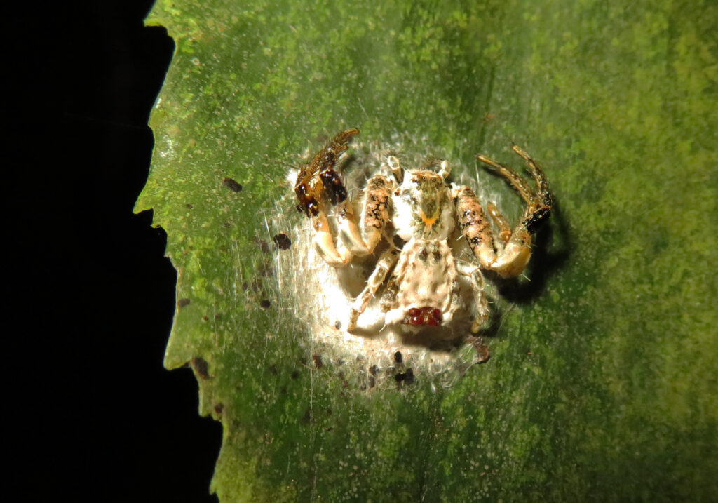 Bird Dropping Crab Spiders (Genus Phrynarachne)