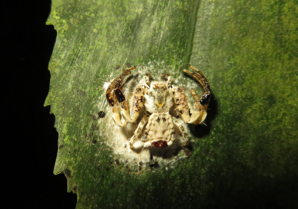 Bird Dropping Crab Spiders (Genus Phrynarachne)