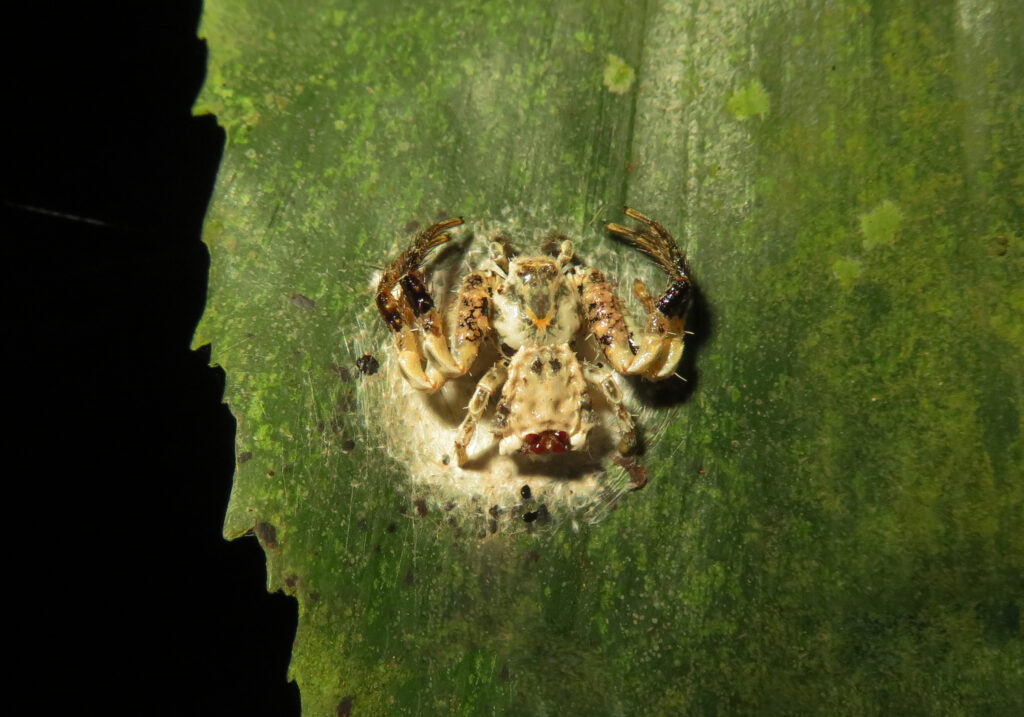 Bird Dropping Crab Spiders (Genus Phrynarachne)