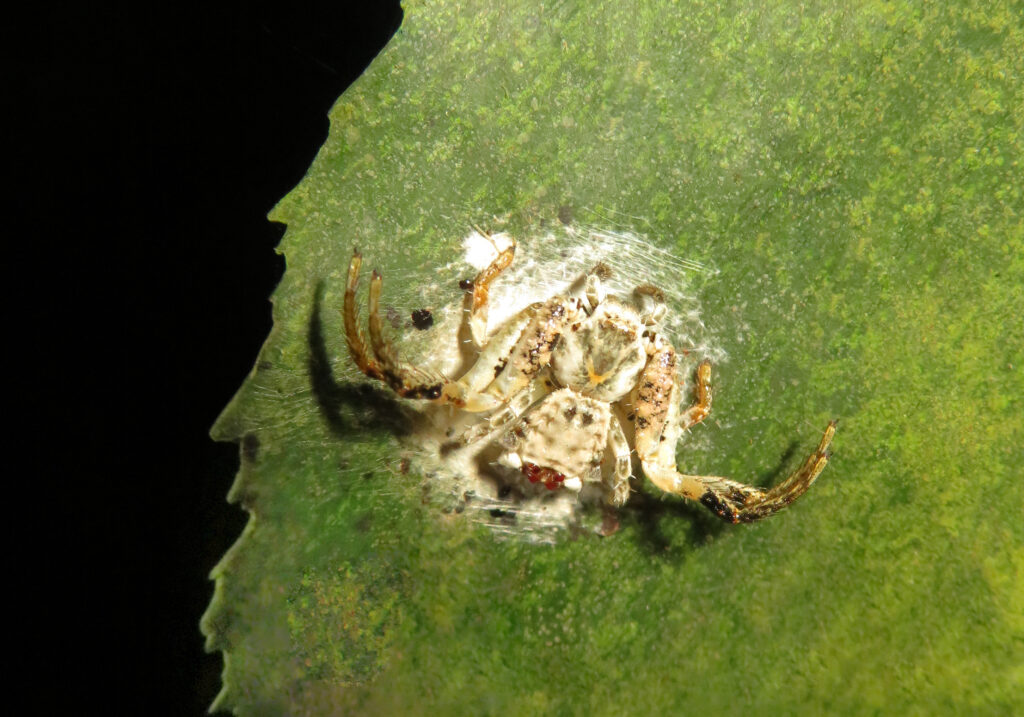 Bird Dropping Crab Spiders (Genus Phrynarachne)