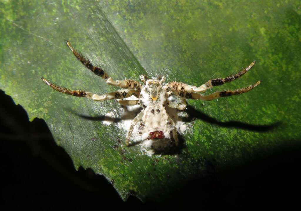 Bird Dropping Crab Spiders (Genus Phrynarachne)