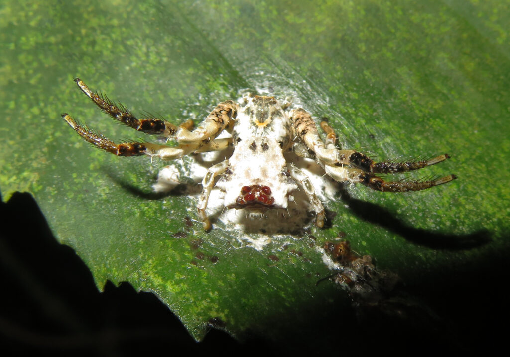 Bird Dropping Crab Spiders (Genus Phrynarachne)