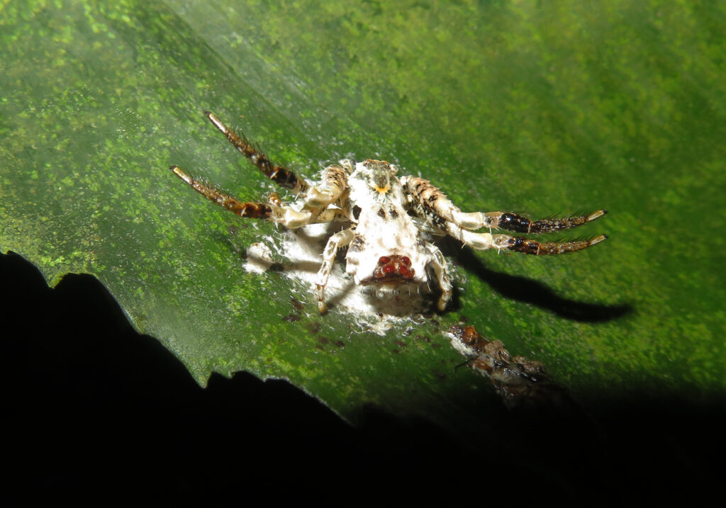 Bird Dropping Crab Spiders (Genus Phrynarachne)