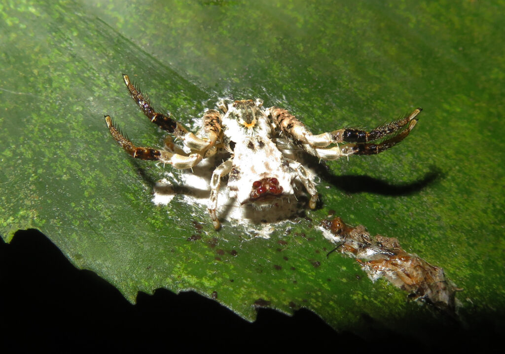Bird Dropping Crab Spiders (Genus Phrynarachne)