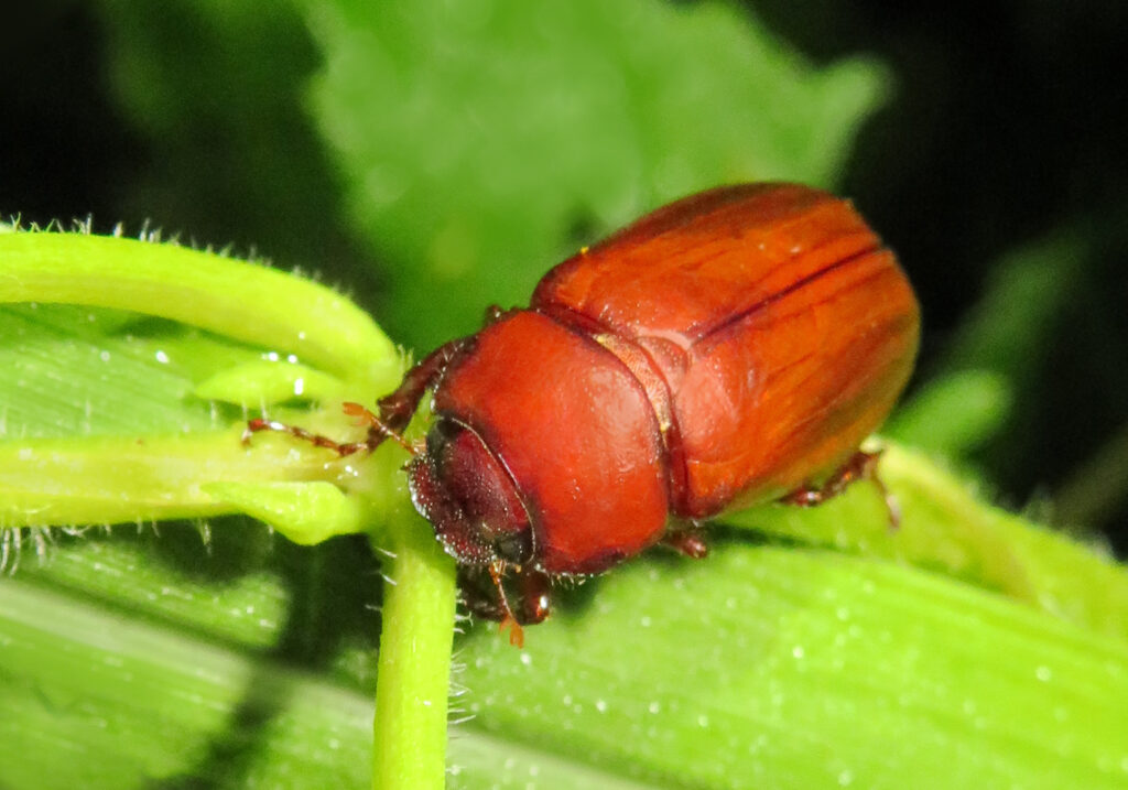 Scarabs (Family Scarabaeidae)