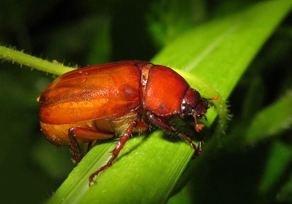 Scarabs (Family Scarabaeidae)