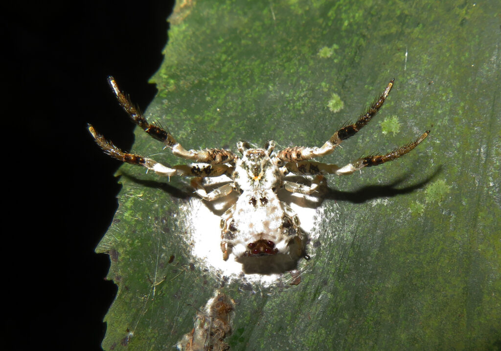 Bird Dropping Crab Spiders (Genus Phrynarachne)