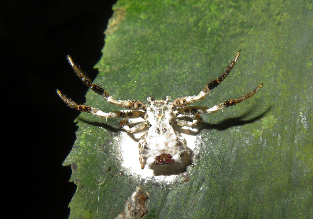 Bird Dropping Crab Spiders (Genus Phrynarachne)